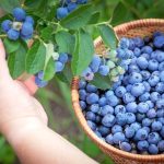 تا حالا مزرعه بلوبری در ایران دیده‌اید؟/ تصاویری جالب از اولین مزرعه بلوبری در ساری