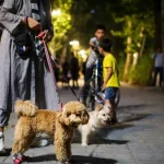 سگ‌گردانی در مازندران ممنوع است