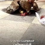 ببینید؛ درمان عقاب شاهی مسموم شده