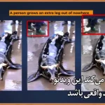 کانگوروی بلیط به دست و ویدئوهای جعلی هوش مصنوعی که جهان را فریب داد + ویدئو
