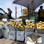 ببینید؛ گلابی خاردار یمن؛ از میوه‌ای وحشی تا عنصری ثابت در سفره مردم