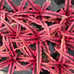 نگهداری و پرورش کریپتانتوس گیاه آپارتمانی خاص و زینتی