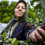 تصاویر؛ مزرعه بلوبری