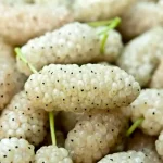 10 خاصیت شگفت انگیز توت سفید