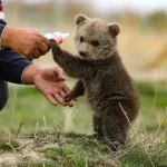 توله خرس چگونگی اختفا را بلد است؛ پیدا کردن این گونه کار آسانی نیست
