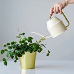 بهترین آب برای آبیاری گیاهان آپارتمانی چیست؟ آب شهری، تصفیه‌شده یا جوشیده؟