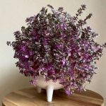 راهنمای کامل کاشت و مراقبت از گیاه کالیسیا