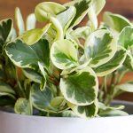 راهنمای تکثیر و پرورش گیاه قاشقی ابلق