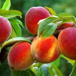 نحوه کاشت هسته هلو در گلدان
