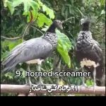 فیلمی باورنکردنی از ۱۵ پرنده با ترسناک‌ترین صدا‌های موجود در سیاره زمین؛ از گریه بچه تا صدای شیطان! + ویدئو